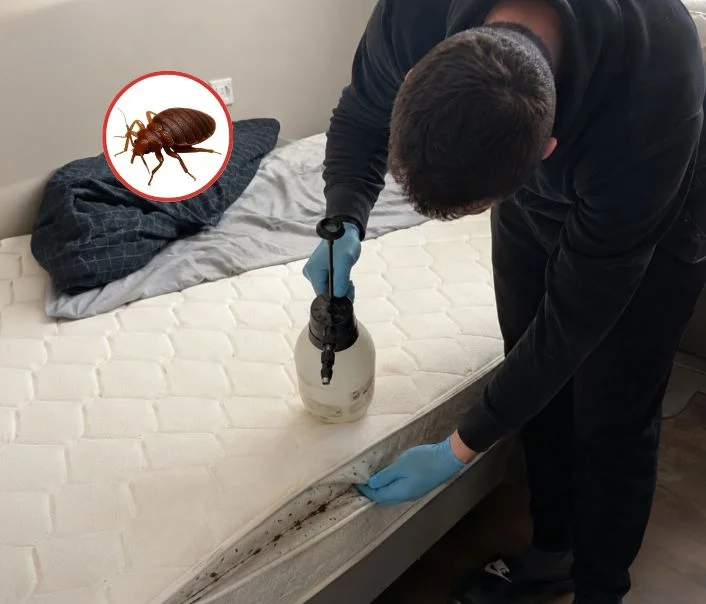 Technicien traitant un matelas contre les punaises de lit à Pringy